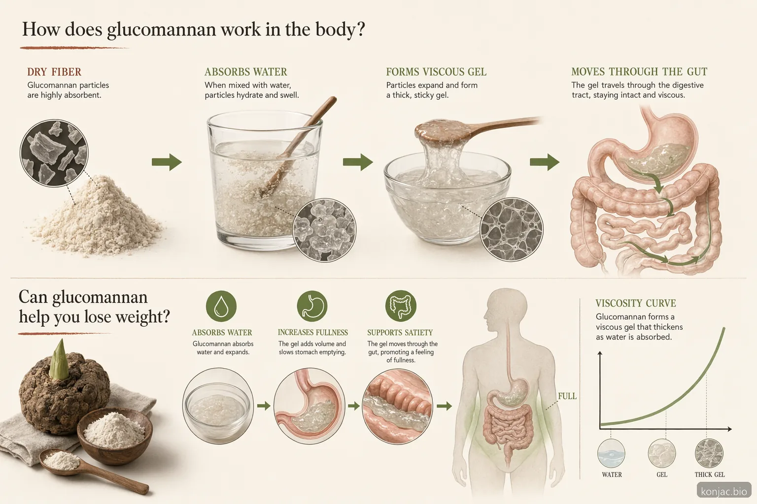 glucomannan body mechanism showing dry fiber hydrating into gel that increases viscosity and supports fullness