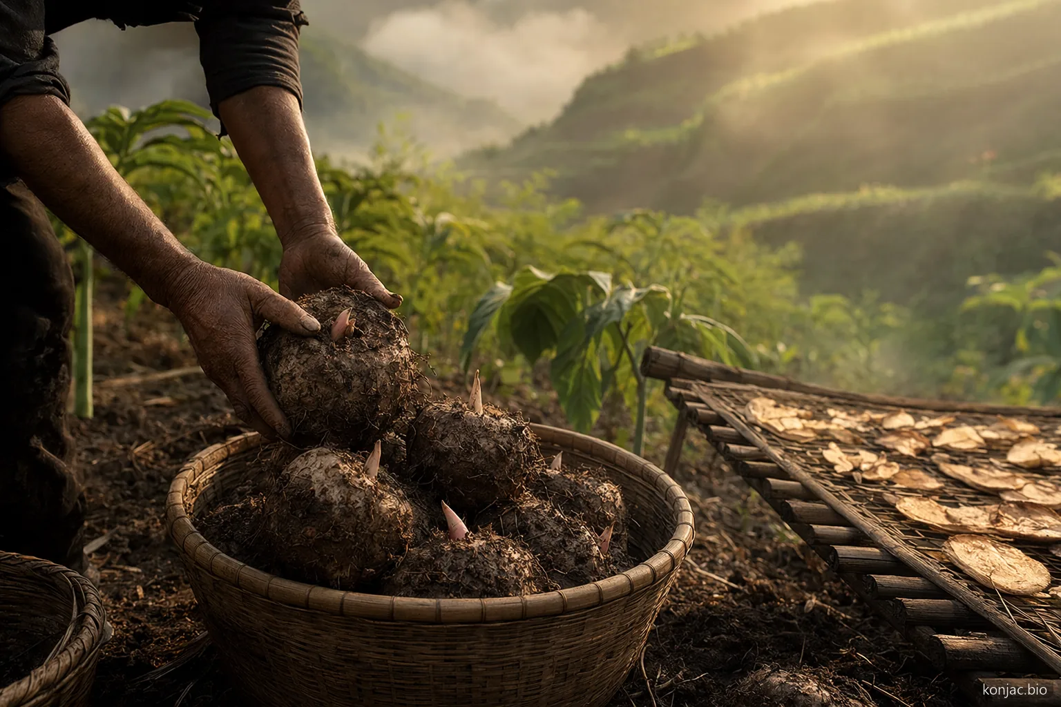 L’origine del glucomannan inizia con cormi di konjac raccolti da campi terrazzati, dove la qualità nasce nel suolo.
