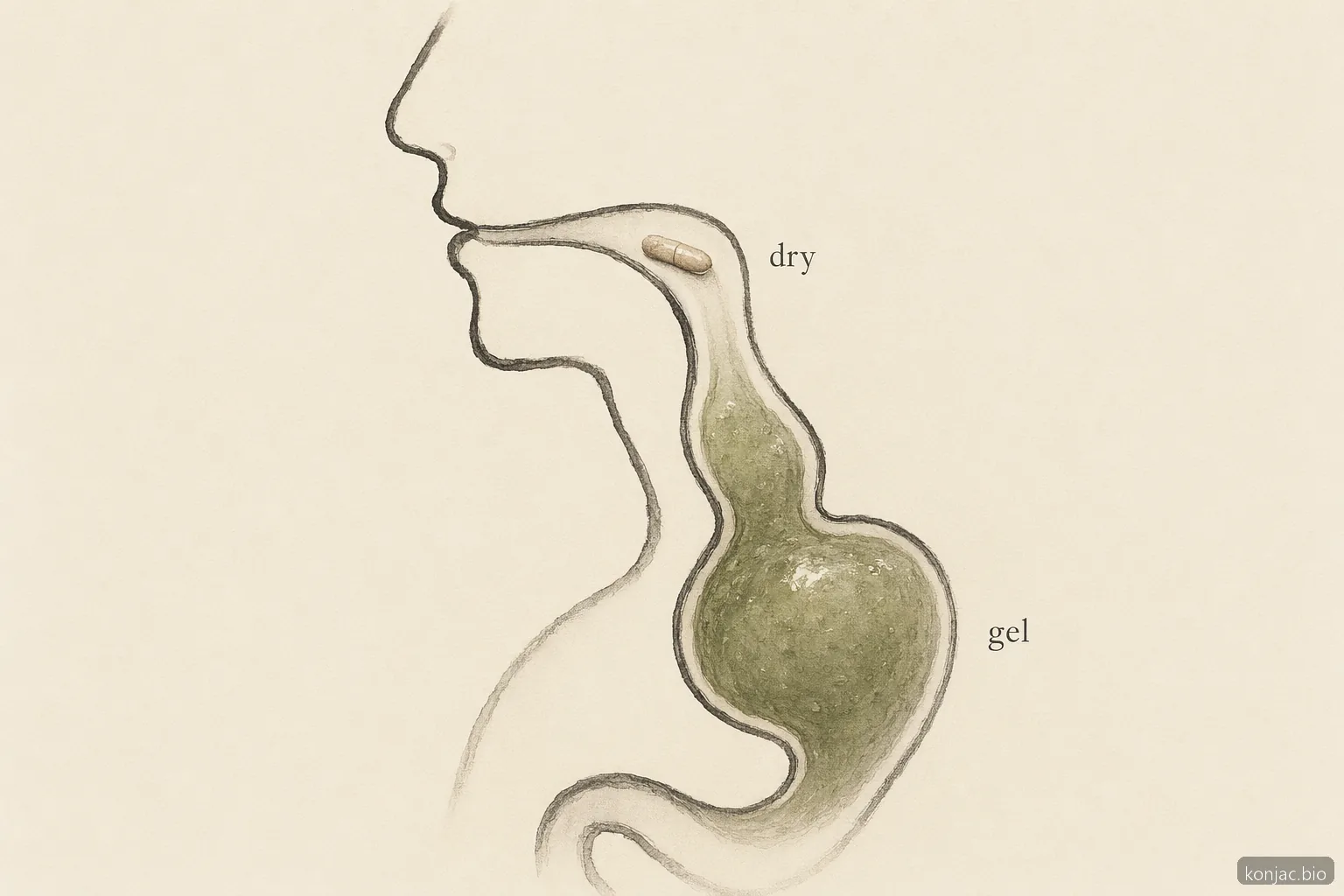 gli effetti collaterali di glucomannan possono diventare seri quando le capsule secche si rigonfiano in gel prima di raggiungere lo stomaco