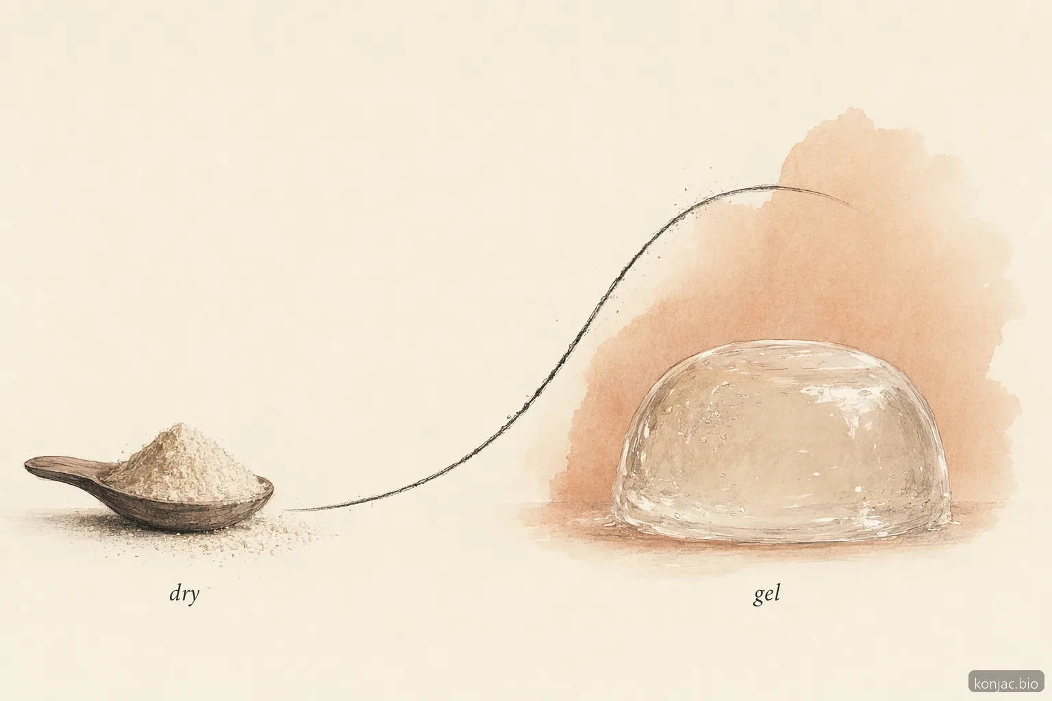 konjac und glucomannan verdicken, wenn Wasser den Ballaststoff hydratisiert, und bilden ein Gel, das eine ausreichende Flüssigkeitsaufnahme erfordert.