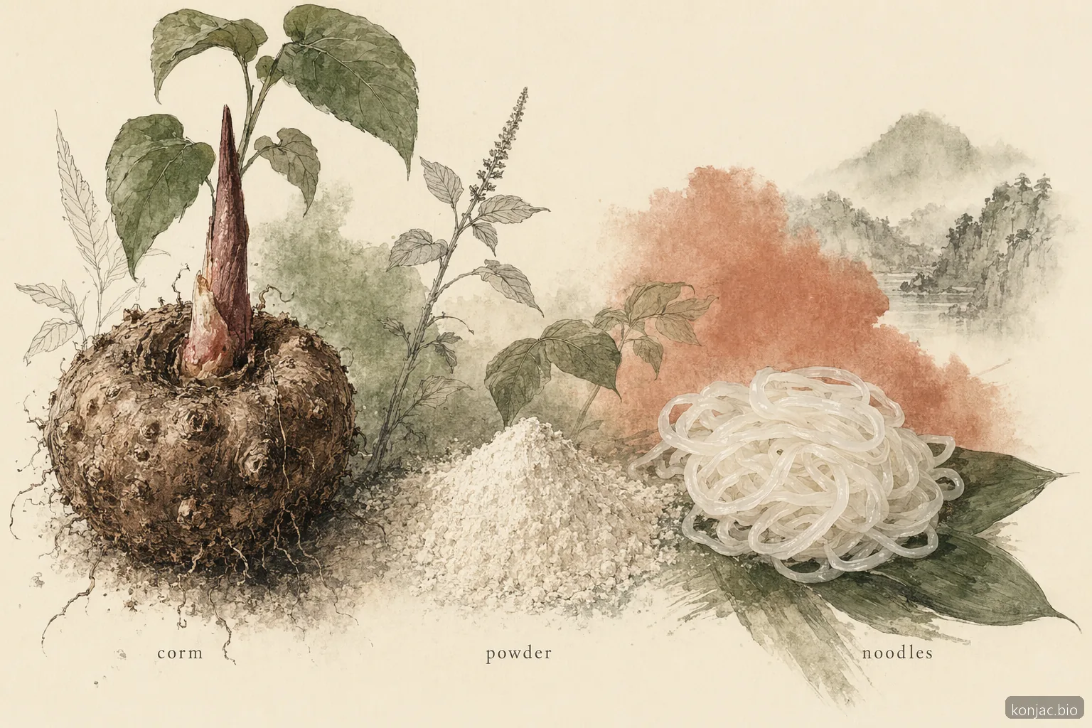 konjac vs shirataki noodles spiegato: il cormo di konjac diventa polvere, poi noodle shirataki idratati