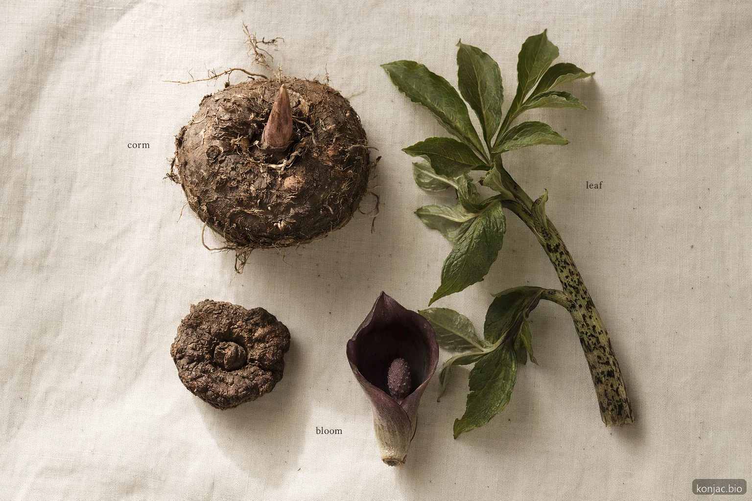 il ciclo di crescita di Amorphophallus konjac giglio voodoo è centrato su un cormo, una foglia stagionale, la dormienza e una fioritura occasionale