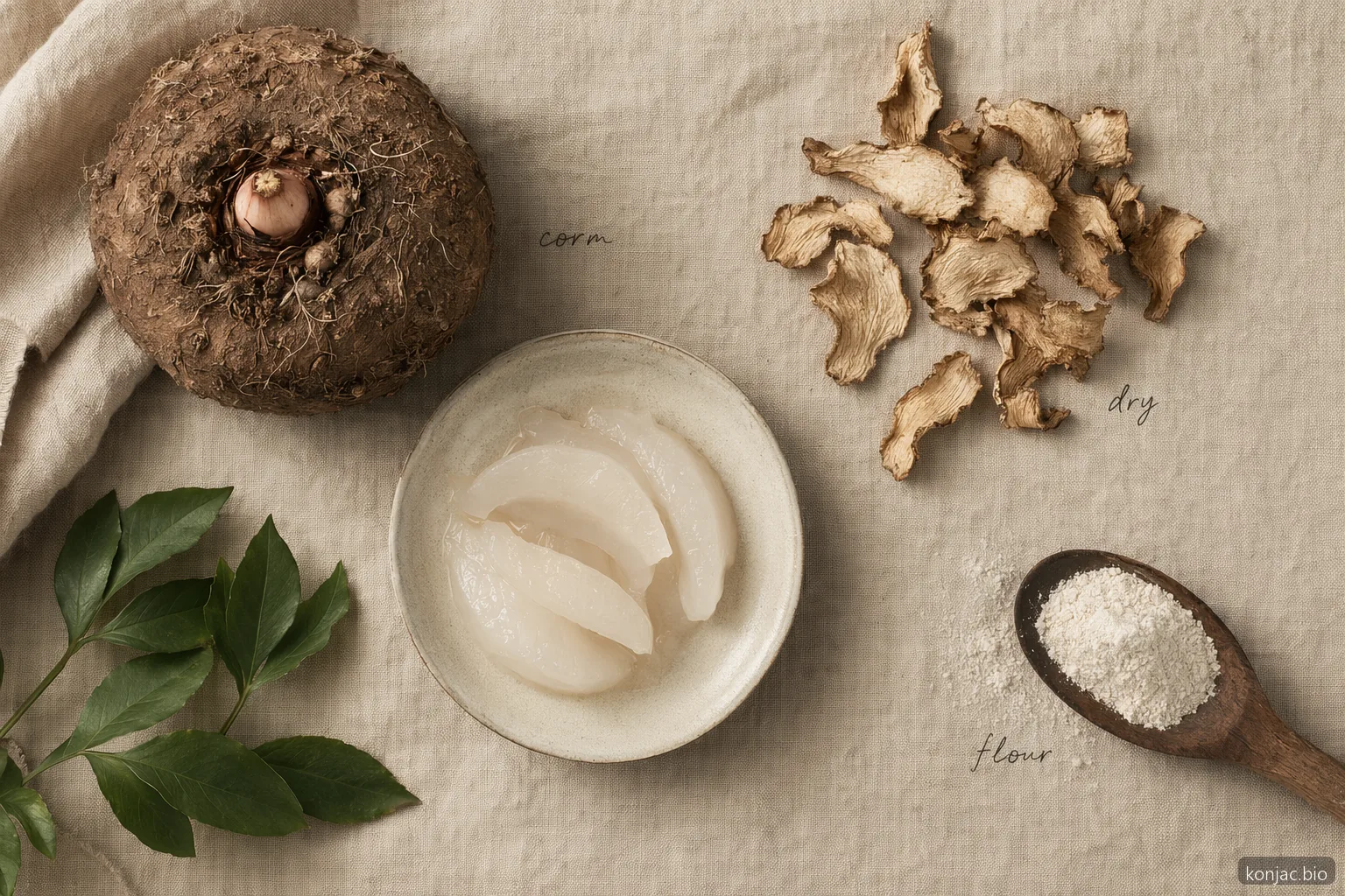 la farina di konjac ottenuta dal cormo diventa farina tramite lavaggio, affettatura, essiccazione e macinazione del cormo ricco di fibra