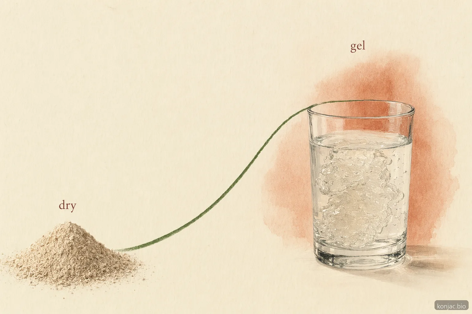 come assumere glucomannan per dimagrire: glucomannan si addensa con l’acqua, quindi evitare di ingerirlo secco.