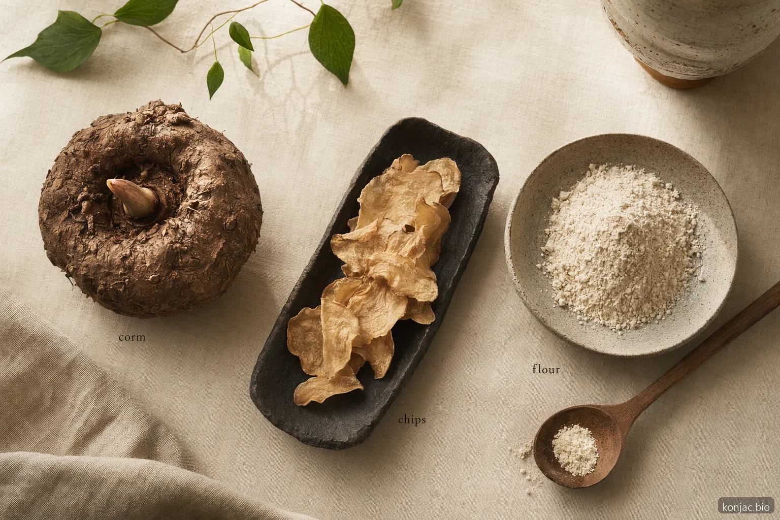 Le piante di konjac vengono raccolte per i cormi che si essiccano in chips e si macinano in farina ricca di glucomannan.