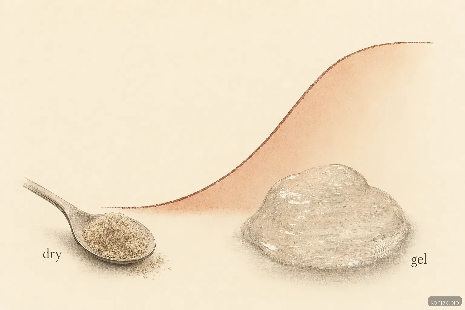 la fibra della radice di konjac assorbe acqua e forma un gel denso, spiegando i suoi benefici di texture e le indicazioni di sicurezza sull’idratazione