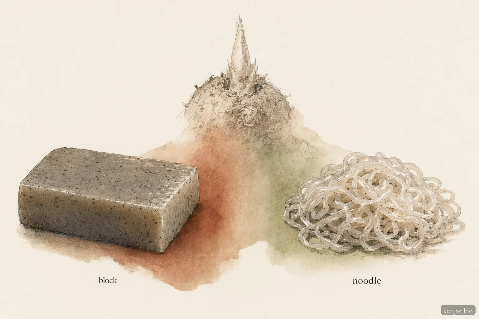 konnyaku konjac e shirataki sono lo stesso gel di konjac modellato in blocchi o noodles per piatti diversi