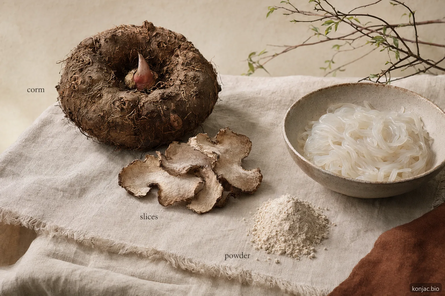 still life della lavorazione della radice di konjac con cormo affettato, essiccato e macinato prima di polvere e noodles